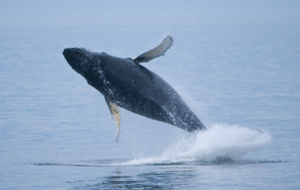 humpback whale